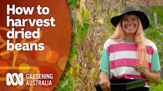 Tips for harvesting dried beans  Gardening 101  Gardening Australia [upl. by Loferski195]