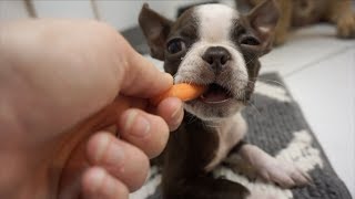 Boston Terrier puppy LOVES Carrots CUTE 😍 [upl. by Akiehsat]