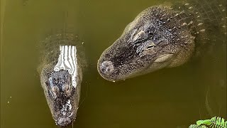 Alligator Sunday Night FEEDING 😱🐊 [upl. by Audras]