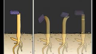 B118 Plant hormones [upl. by Stelmach]