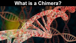 What is a Chimera What Does Chimera Mean [upl. by Schnur]