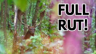 Full Rut Fallow Buck  Bowhunting Fallow Deer in Hungary [upl. by Innavoij75]