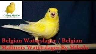 Belgian Waterslager  Belgian Malinois Waterslager training song vol 2 [upl. by Yvi987]