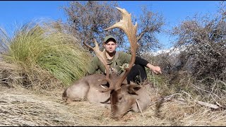 Huge Mountain Buck Fallow Deer Hunting New Zealand [upl. by Aratak443]