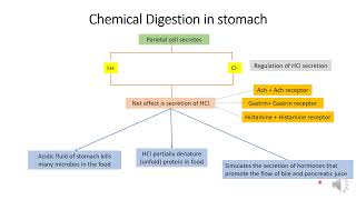 Digestive system Part II Mechanical and chemical digestion in stomachdigestivesystem [upl. by Sirmons]