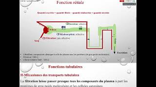 UE3 Physiologie Rénale بالعربية  3 Les Fonctions Tubulaires Par TAGZOUT MAISSENE [upl. by Gautier713]