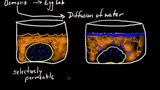 Cell Membrane Osmosis selectively permeable [upl. by Shevlo]