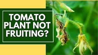 3 reasons your tomato plant is not setting fruitand how to fix it [upl. by Eibbob]