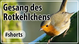 Der Ruf des Rotkehlchens  Vogelgezwitscher Shorts [upl. by Hyrup312]