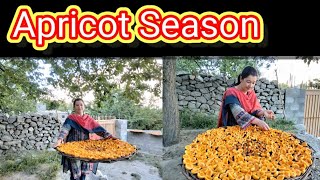 Apricot Season  Hunza Dry Apricot [upl. by Assanav]