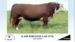 Ref Sire K 64H RIBSTONE LAD 157K [upl. by Adnaugal279]