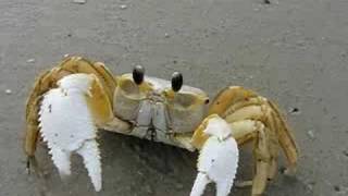 Ghost Crab [upl. by Atirat]