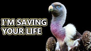 Vulture facts natures clean up crew  Animal Fact Files [upl. by Docia]