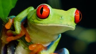 Red Eyed Tree Frog 01 [upl. by Cristiona]