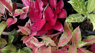 26 Types of Aglaonema Varieties  Update to 18 Types of Aglaonema Varieties Video [upl. by Serena853]