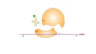 Protein Synthesis Inhibitors antibiotics animation video [upl. by Hbahsur188]