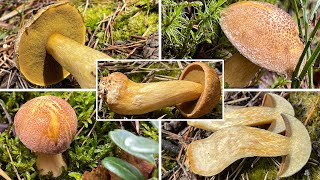 Sandröhrling Verwechslung  Hirsepilz Suillus variegatus  Sandröhrling oder Kuhröhrling Vergleich [upl. by Jarad379]