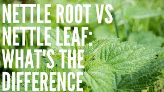 Nettle Leaf vs Nettle Root What Are The Differences [upl. by Animas781]