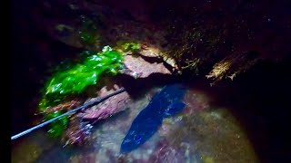 Massive Eel in a Lobster hole  Foraging Scallops amp Prawn  Catch amp Cook [upl. by Aimas215]