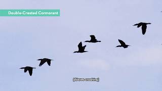 The Whimbrel Watchers [upl. by Kopans]