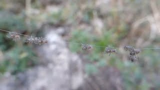 Atypus affinis spiderlings  Purseweb Spiders [upl. by Enailuj]