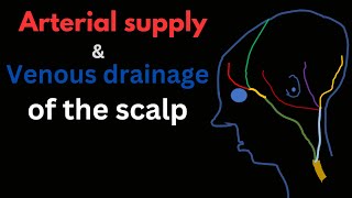 Scalp Part 2   Arterial and Venous drainage of scalp [upl. by Eulalia]