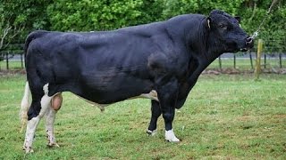 HolsteinFriesian bulls [upl. by Bolte448]