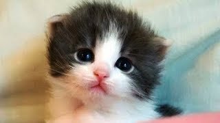 Cutest Cat Ever  Happy Cats Compilation 2018 [upl. by Nomsed]