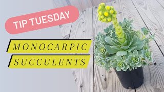 Tip Tuesday Monocarpic Succulents [upl. by Portie]