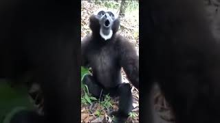 gibbon monkey screaming🐼 [upl. by Gonick]