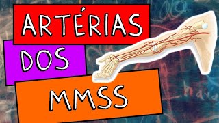 ARTÉRIA SUBCLÁVIA E SEUS RAMOS  Anatomia teórica [upl. by Raveaux]