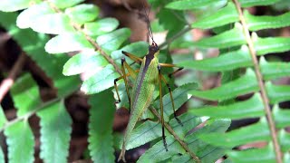 20240714  荷蘭古道  褐脈露斯 Hemielimaea formosana 綠色型 [upl. by Astraea]