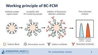 Beadcapture flow cytometry of extracellular vesicles [upl. by Aleirbag274]