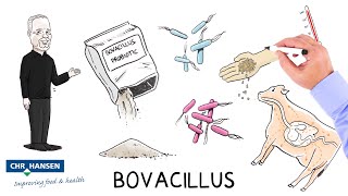 Bovacillus™ o novo probiótico da Chr Hansen [upl. by Nagol]