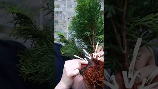 Making Bonsai from a Thuja [upl. by Notxap]