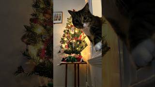 Forever a kid during ChristmasChristmas tree cat hug joy love kid fun beautiful beatbox [upl. by Gherardi]