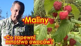 Maliny  zrób to aby mieć dużo smacznych owoców Pielęgnacja nawożenie cięcie malin [upl. by Natehc895]