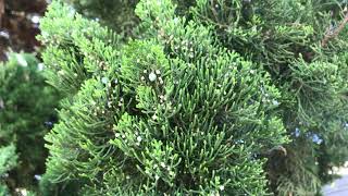 Hollywood Juniper Juniperus chinensis Torulosa [upl. by Nirahs]