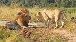 A Talamati Lioness and the BLACK DAM Males 🦁 [upl. by Addam595]