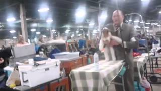 Dog show fun ingham county kennel club show [upl. by Chelsy265]