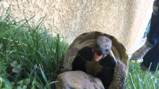 Accouplement tortue cri  Turtle scream [upl. by Amees]