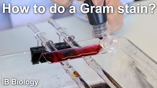 How to Do a Gram Stain  Biology Lab Techniques [upl. by Gottuard]