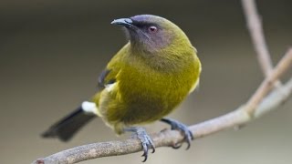 New Zealand Bellbird Song [upl. by Darrelle78]