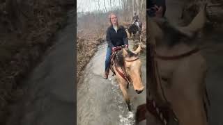 Buckskin Missouri Foxtrotter Gaited Trail Horse For Sale [upl. by Siul394]