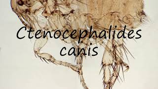 How to pronounce Ctenocephalides canis in English [upl. by Naol]