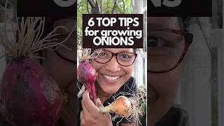 Growing Onions here are 6 important TIPS especially 3 [upl. by Rehpotsrihc175]