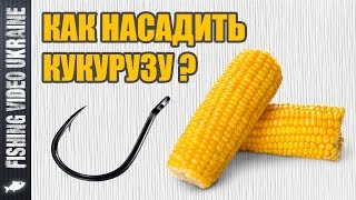 Как насадить кукурузу на крючок  Четыре способа  HD [upl. by Agan]