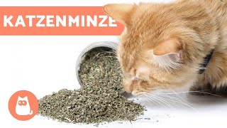 Katzenminze für Katzen  Anwendung und Auswirkungen [upl. by Yrrek]