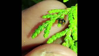 Pharoscymnus horni a ladybird beetle  Beneficial insect [upl. by Srevart14]