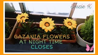 GAZANIA FLOWERS CLOSES AT NIGHT Shorts [upl. by Acsirp]